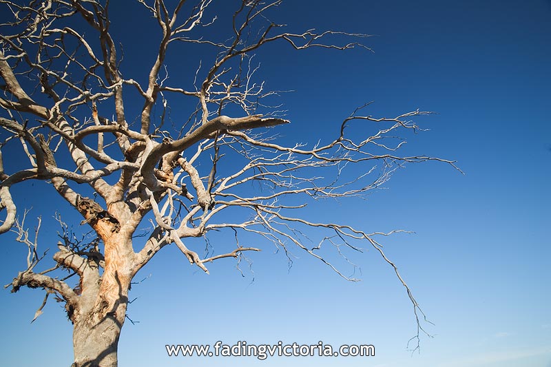 Skeleton tree