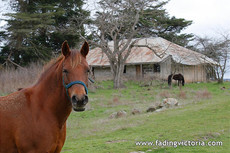 Revisit: Derelict house, and horses